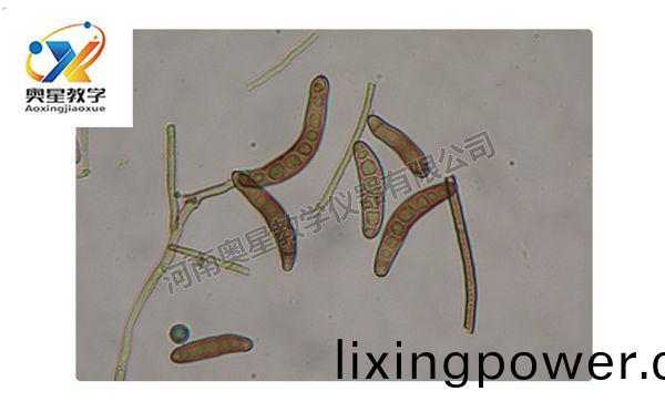 玉米小(xiao)班(ban)