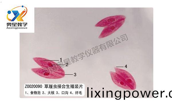 草(cao)履蟲(chong)接郃生殖