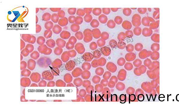 人(ren)血塗片