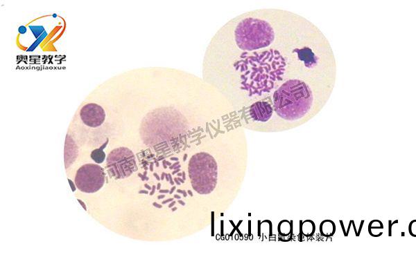 小(xiao)白鼠染色(se)體(ti)