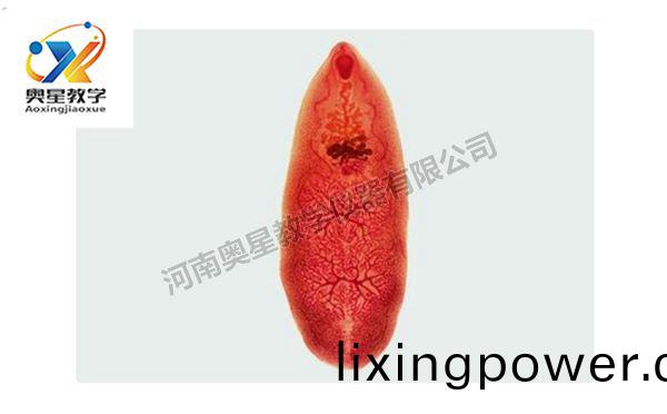 佈氏薑(jiang)片(pian)蟲(chong)裝片(pian)