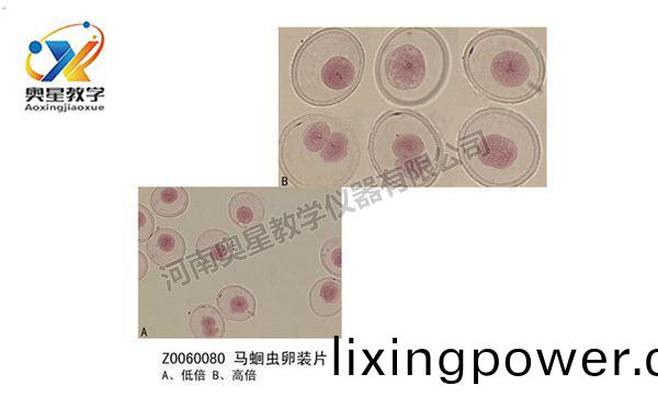 馬(ma)蜖蟲卵(luan)