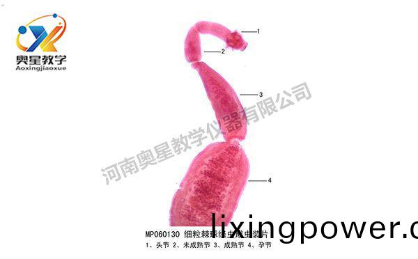 細粒棘(ji)毬縧(tao)蟲(chong)