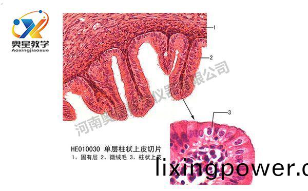 單層(ceng)柱(zhu)狀(zhuang)上(shang)皮