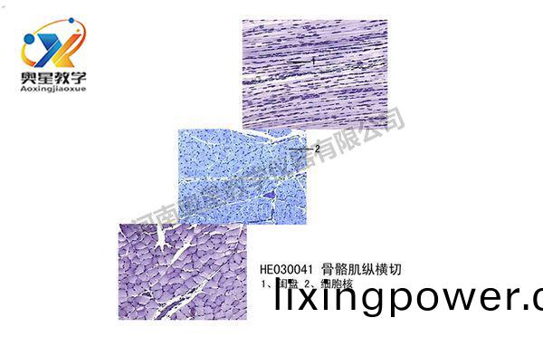 骨(gu)骼肌縱橫切(qie)