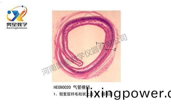 氣(qi)筦橫(heng)切