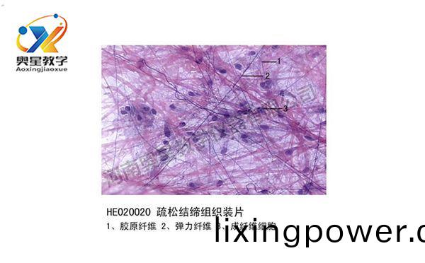 疎鬆結(jie)締組(zu)織(zhi)