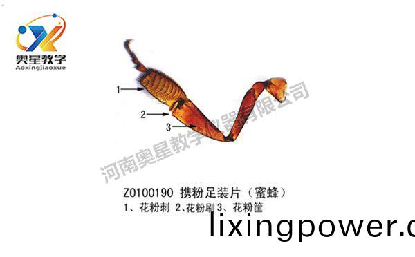 蜜蜂足(zu)