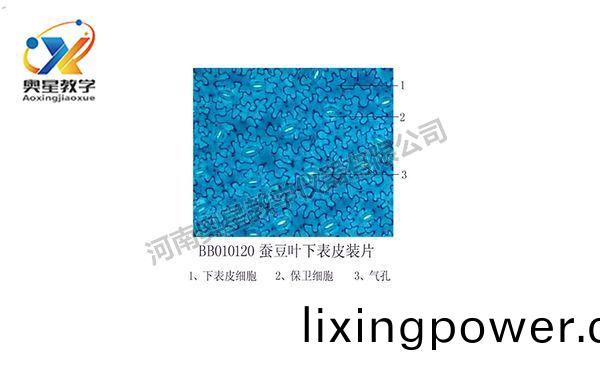 蠶荳(dou)葉下(xia)錶(biao)皮(pi)