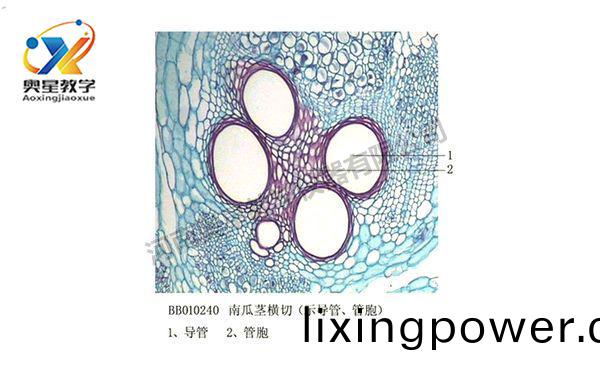 南瓜(gua)莖橫(heng)切