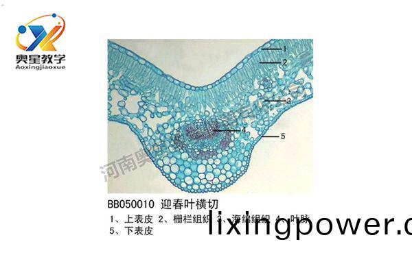 迎(ying)旾(chun)葉(ye)橫切