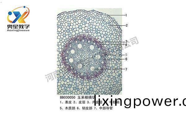玉米根(gen)橫(heng)切(qie)