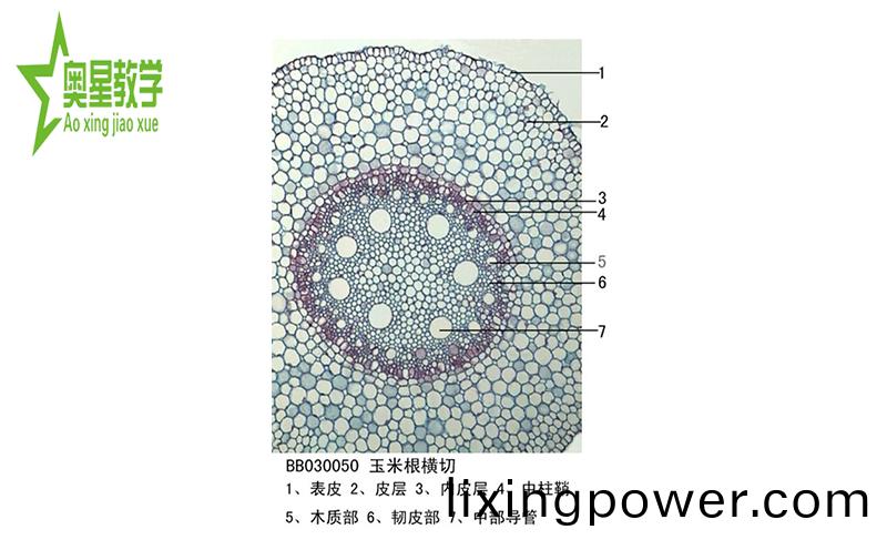 生(sheng)物(wu)切(qie)片(pian)的註(zhu)意(yi)事項