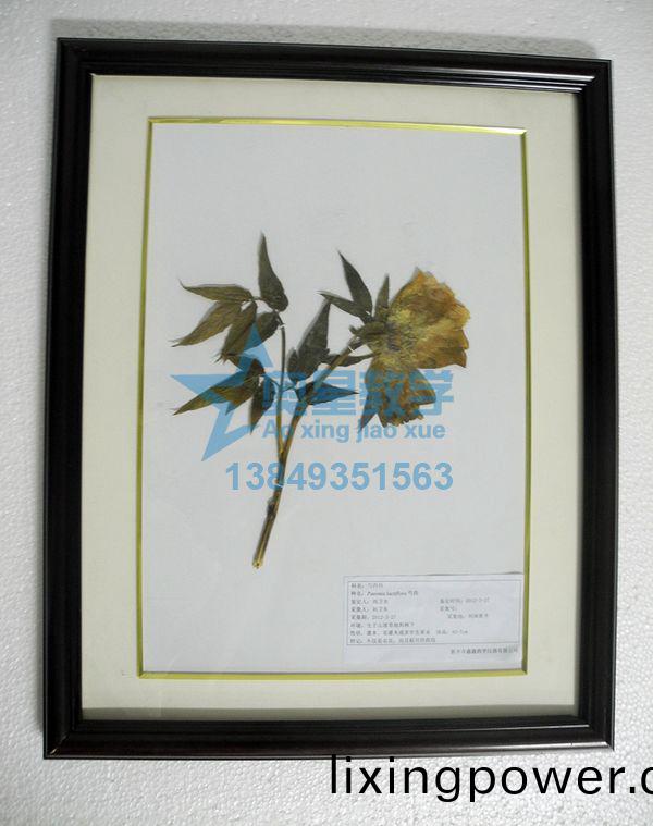 植(zhi)物(wu)學(xue)標本廠(chang)傢：製(zhi)作植物(wu)標本要(yao)註意(yi)什麼？