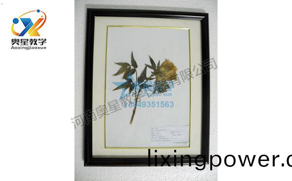 植物(wu)學標(biao)本廠(chang)傢：植物(wu)標(biao)本在(zai)教(jiao)學中的(de)作用(yong)
