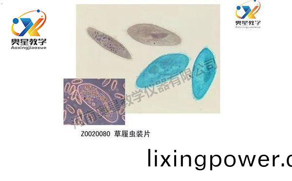 動(dong)物(wu)學切(qie)片(pian)