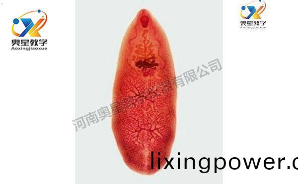 薑(jiang)片(pian)蟲(chong)裝片，寄(ji)生(sheng)蟲(chong)學(xue)切片(pian)