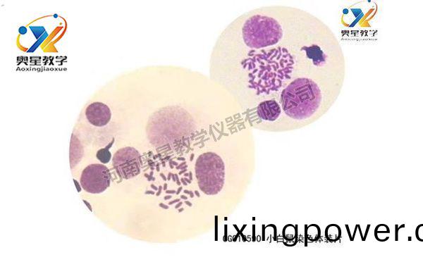 遺(yi)傳(chuan)學(xue)切片(pian)