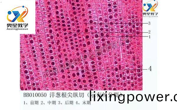 植物學切(qie)片(pian)