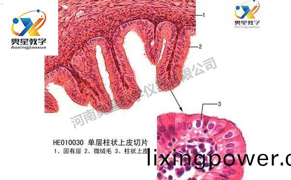 組織與肧胎學(xue)切(qie)片(pian)