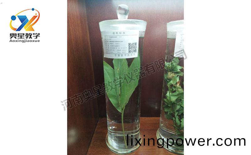 浸漬(zi)標(biao)本(ben)