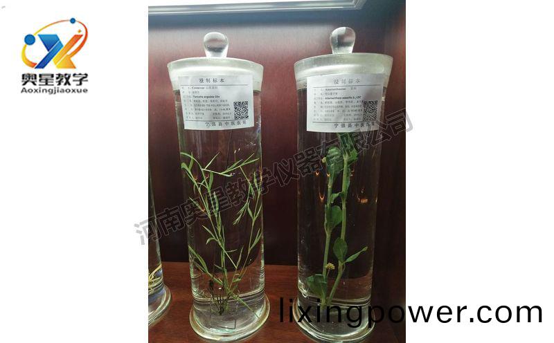 浸(jin)漬(zi)標(biao)本(ben)