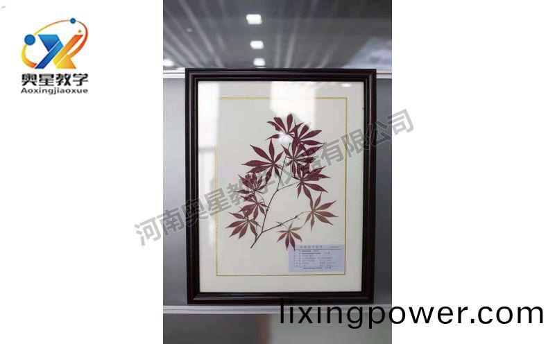蠟(la)葉標(biao)本(ben)