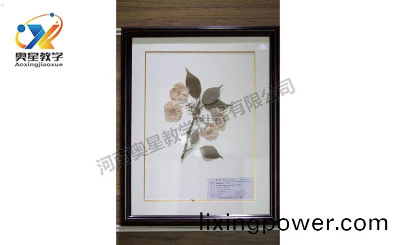 蠟(la)葉標(biao)本