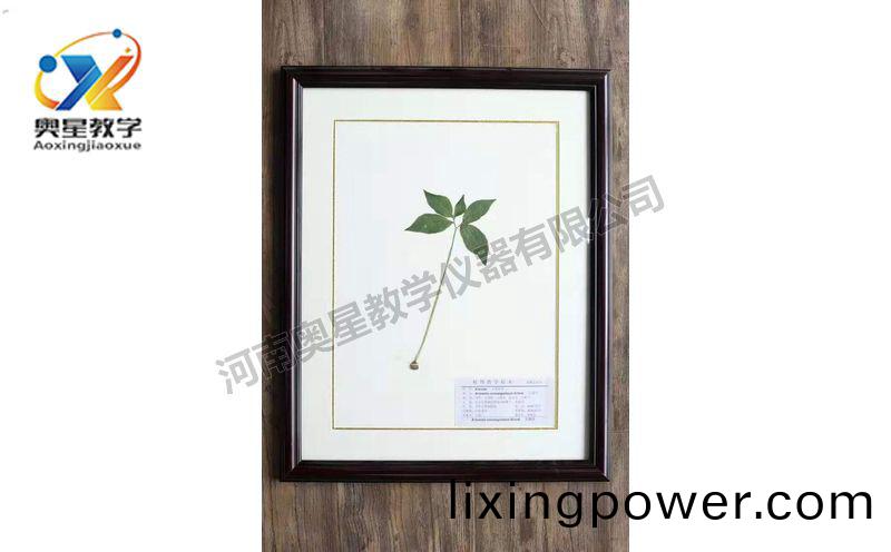 蠟(la)葉(ye)標本