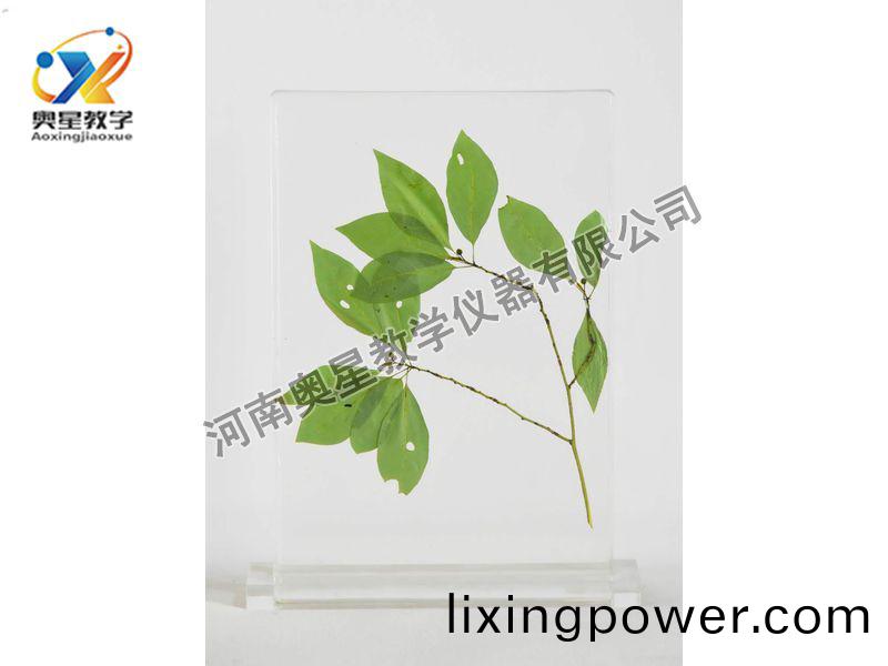 琥(hu)珀標本(ben)