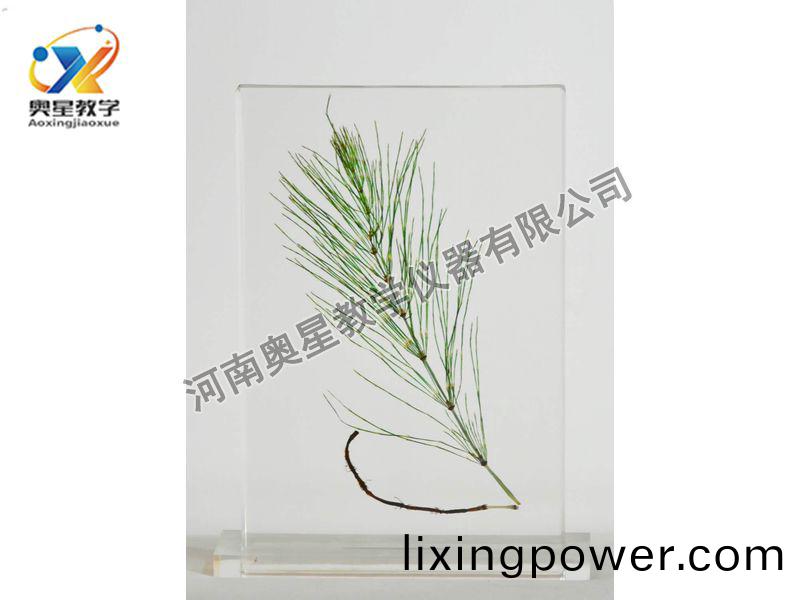 琥(hu)珀標(biao)本