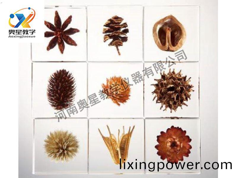 琥珀(po)標(biao)本