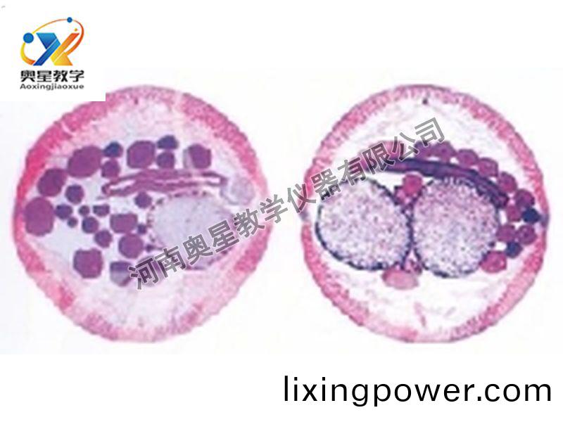 蜖(hui)蟲雌(ci)雄(xiong)橫切(qie)原(yuan)圖