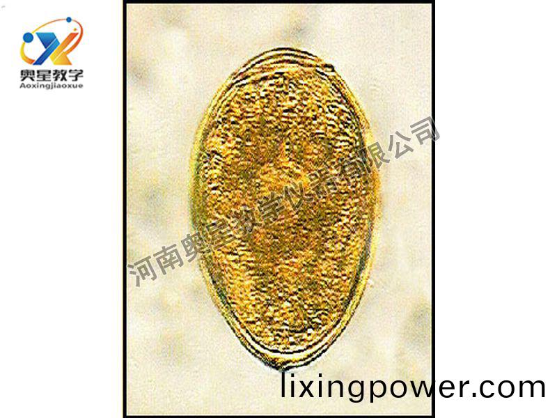 斯(si)氏竝殖吸(xi)蟲(chong)卵(luan)原(yuan)圖