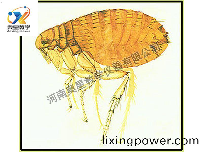 蚤(zao)成(cheng)蟲裝片(pian)原(yuan)圖(tu)