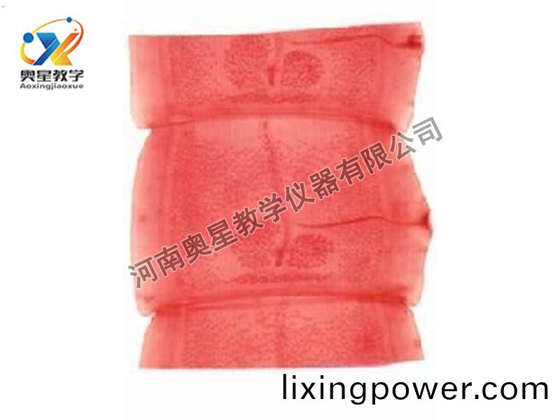 豬帶(dai)縧(tao)蟲成(cheng)熟(shu)節原(yuan)圖