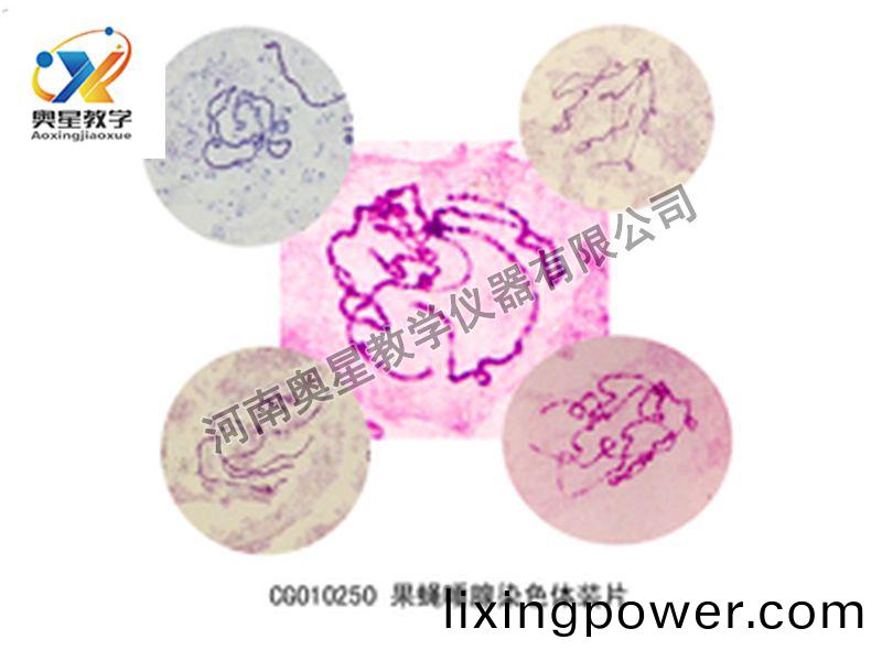 菓蠅(ying)唾腺染(ran)色(se)體(ti)