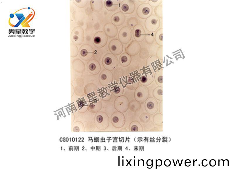 馬蜖蟲(chong)子宮(gong)切片