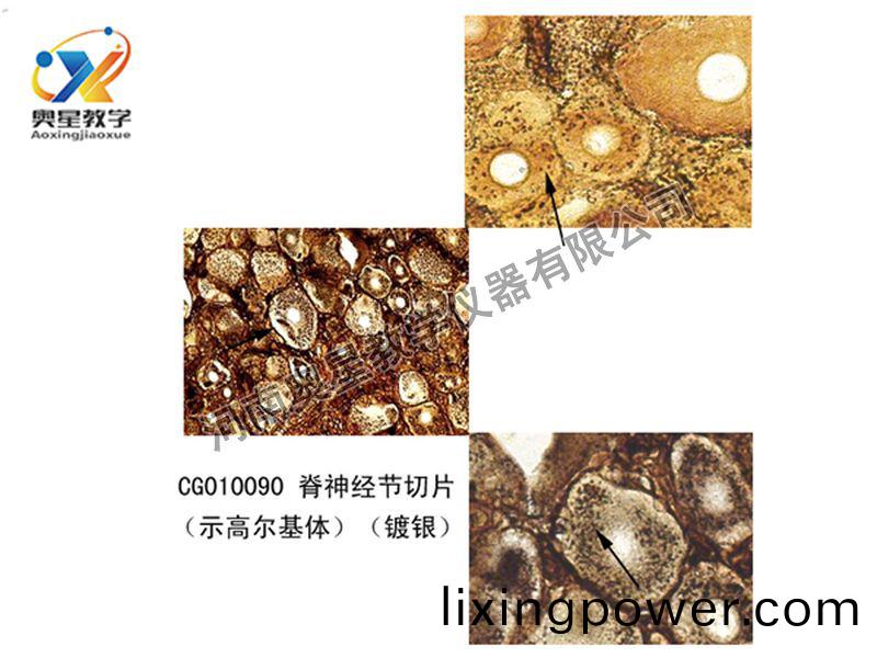 脊(ji)神(shen)經(jing)節(jie)切片(pian)