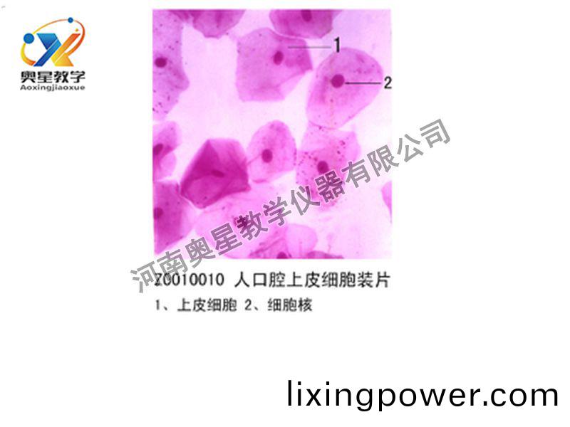 人口(kou)腔上(shang)皮細胞裝(zhuang)片(pian)