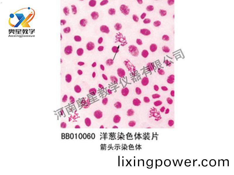 洋(yang)蔥染(ran)色體(ti)