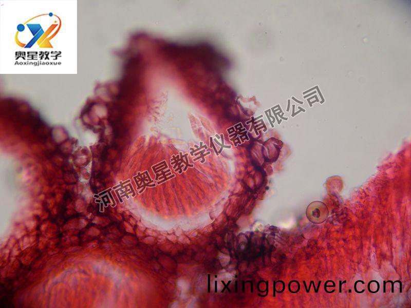 小麥(mai)赤(chi)黴