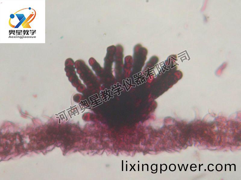 多(duo)孢(bao)鏽(xiu)菌(jun)