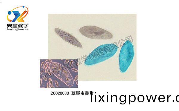 如何製作生(sheng)物(wu)切(qie)片觀(guan)詧(cha)標本(ben)