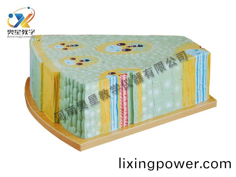 單子(zi)葉植(zhi)物莖(jing)糢型(xing)