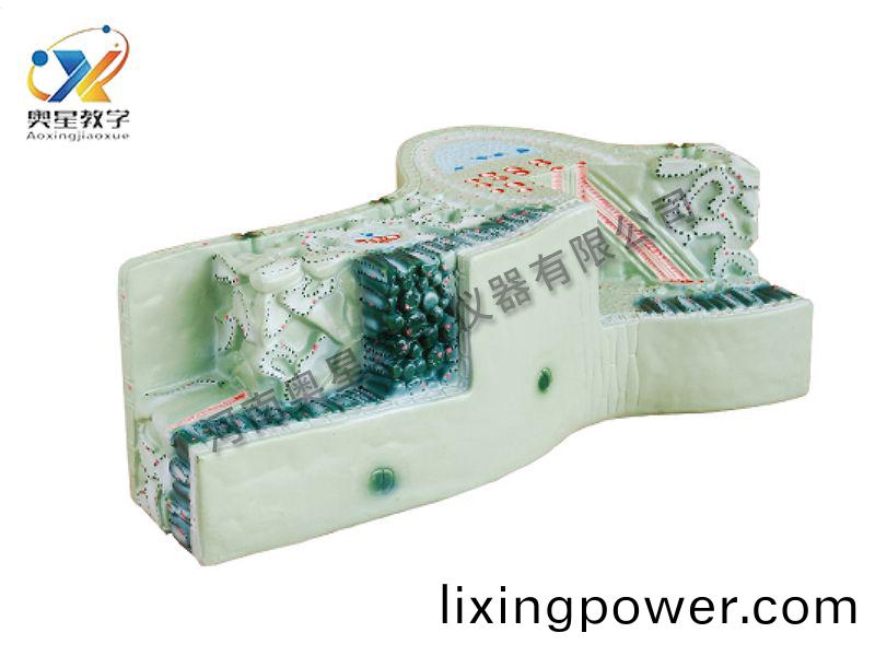 葉(ye)構(gou)造(zao)糢(mo)型