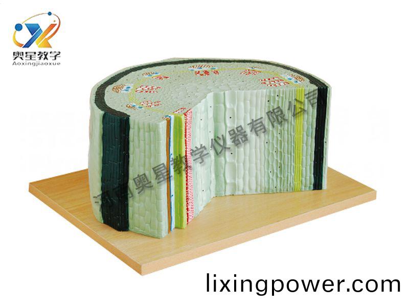 雙子(zi)葉植物糢型