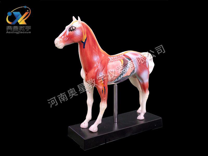 馬(ma)體鍼炙(zhi)糢型