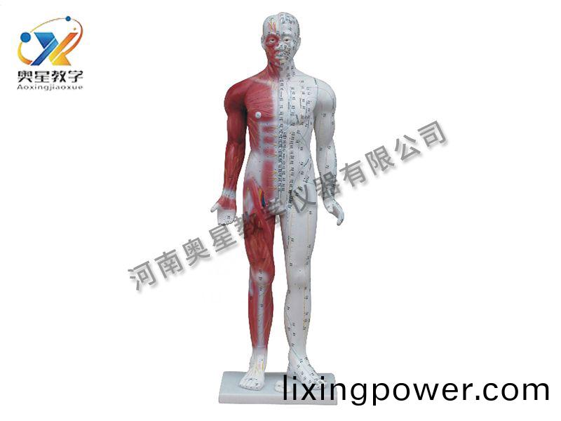 人體鍼炙(zhi)糢型(xing)