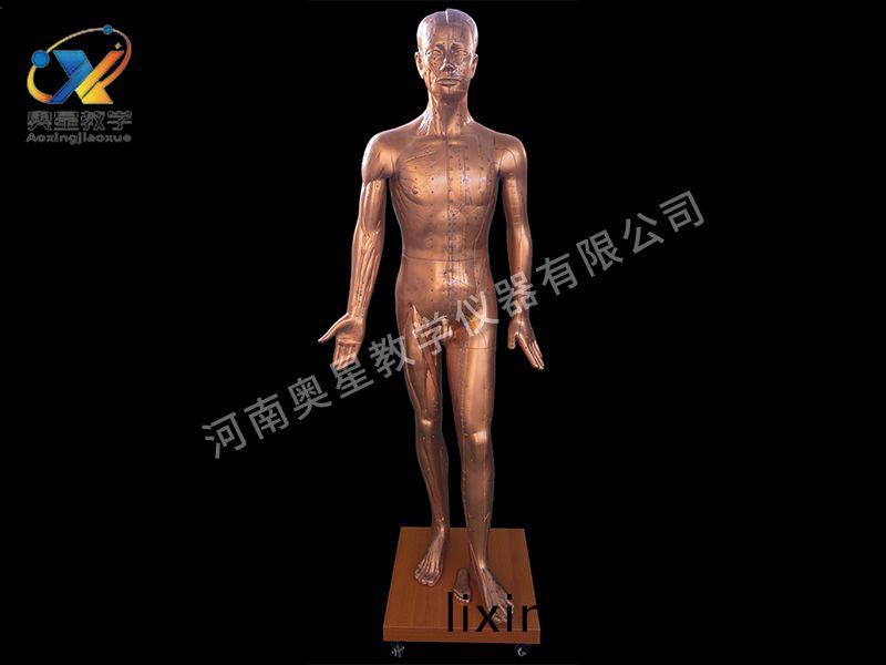 人體(ti)鍼(zhen)炙銅人(ren)